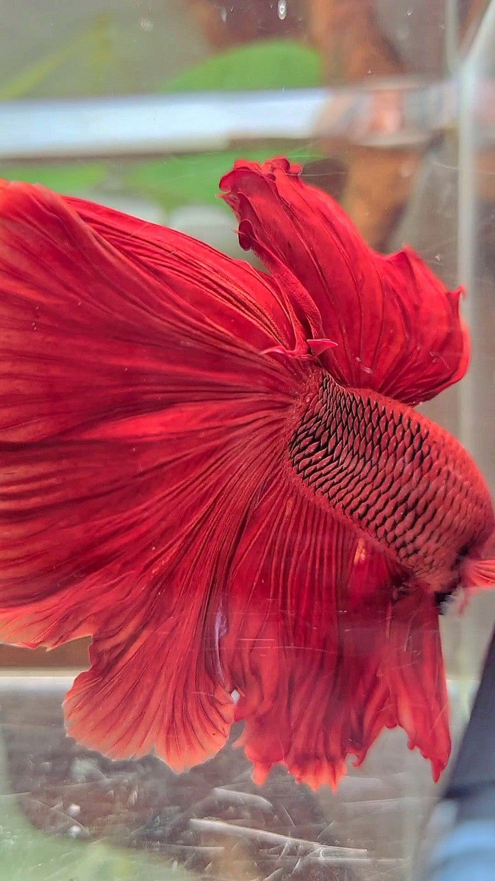 XL HALFMOON ROSETAIL SUPER RED BETTA FISH