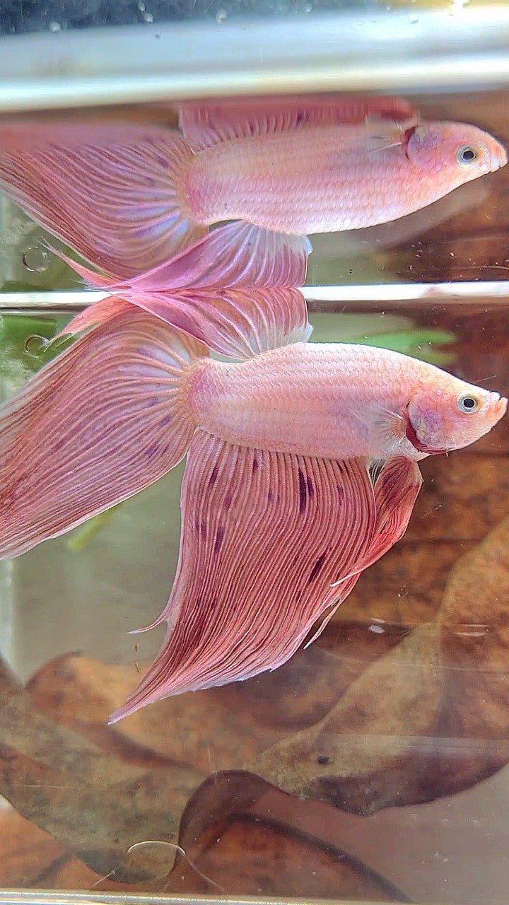Vanda Color Betta XL VEILTAIL PINK ARMAGEDDON VANDA PREMIUM BETTA FISH – Rare Betta Fish ...