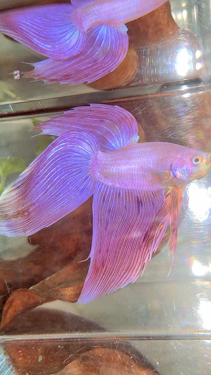 Vanda Color Betta XL VEILTAIL PINK ARMAGEDDON VANDA PREMIUM BETTA FISH – Rare Betta Fish ...