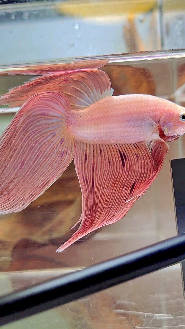 Vanda Color Betta XL VEILTAIL PINK ARMAGEDDON VANDA PREMIUM BETTA FISH – Rare Betta Fish ...