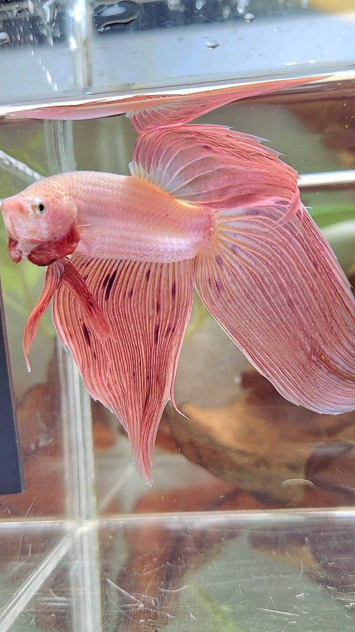 Vanda Color Betta XL VEILTAIL PINK ARMAGEDDON VANDA PREMIUM BETTA FISH – Rare Betta Fish ...