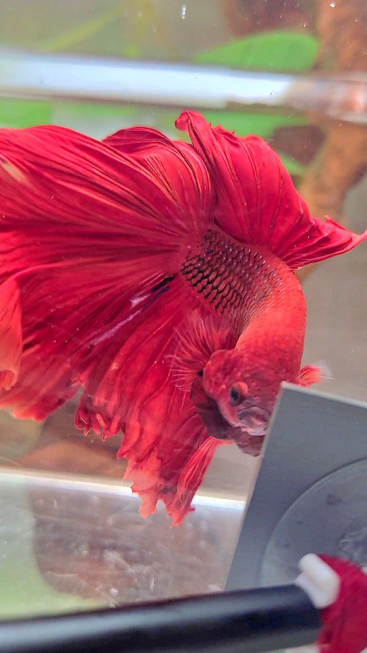 XL HALFMOON ROSETAIL SUPER RED BETTA FISCH