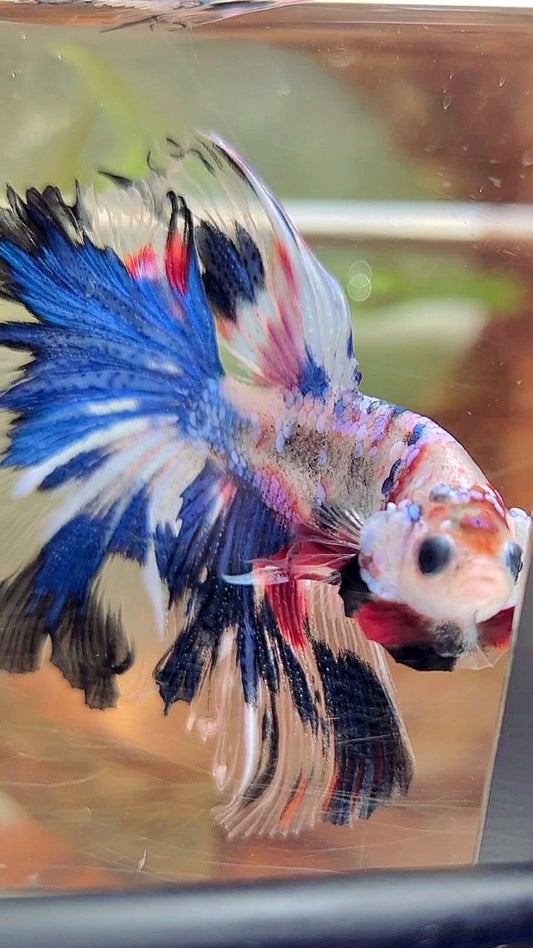 HALFMOON ROSETAIL EINZIGARTIGER BLAUER AOC-MEHRFARBIGER BETTA-FISCH