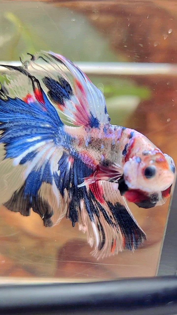 HALFMOON ROSETAIL UNIQUE BLUE AOC MULTICOLOR BETTA FISH