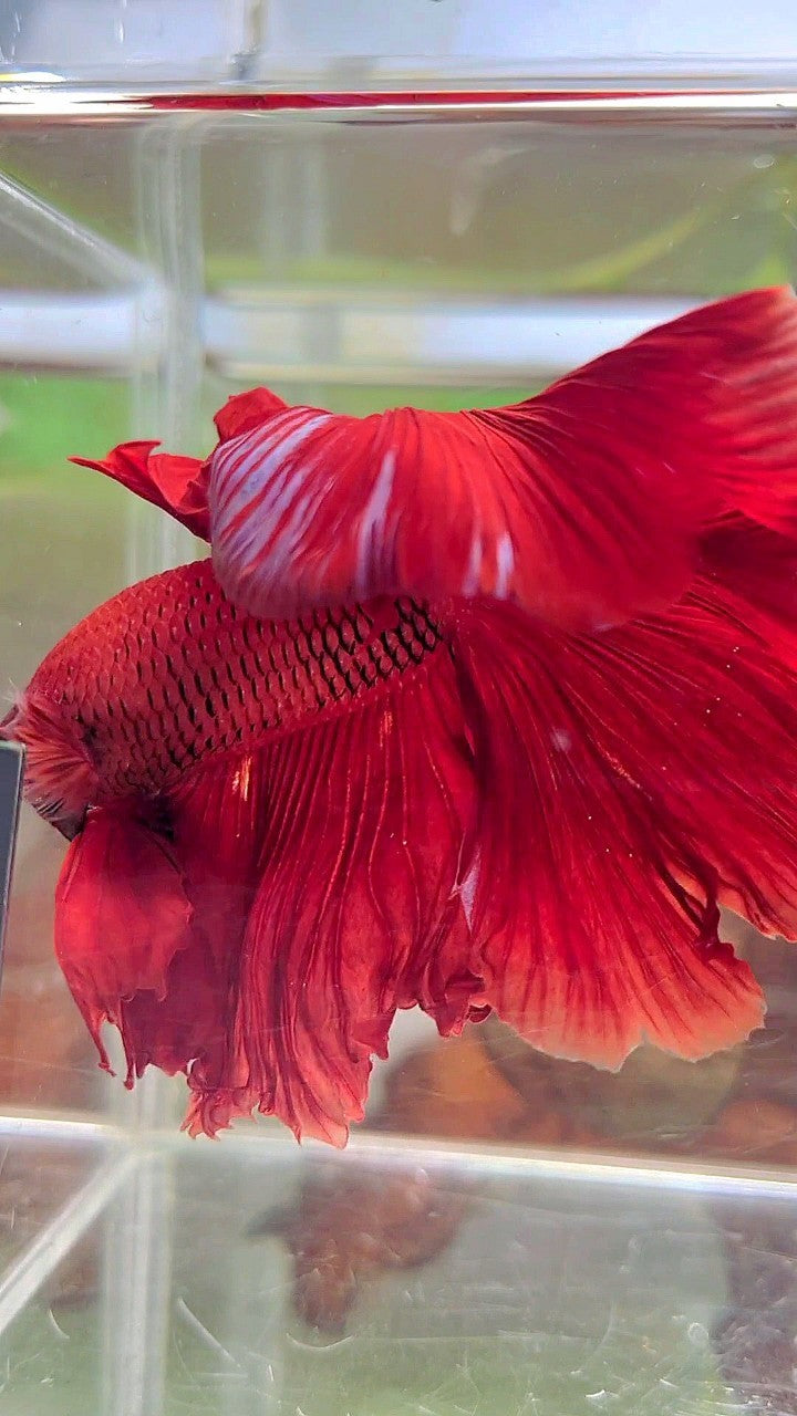 XL HALFMOON ROSETAIL SUPER RED BETTA FISH