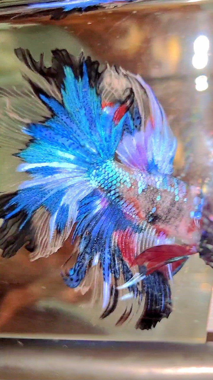 HALFMOON ROSETAIL UNIQUE BLUE AOC MULTICOLOR BETTA FISH