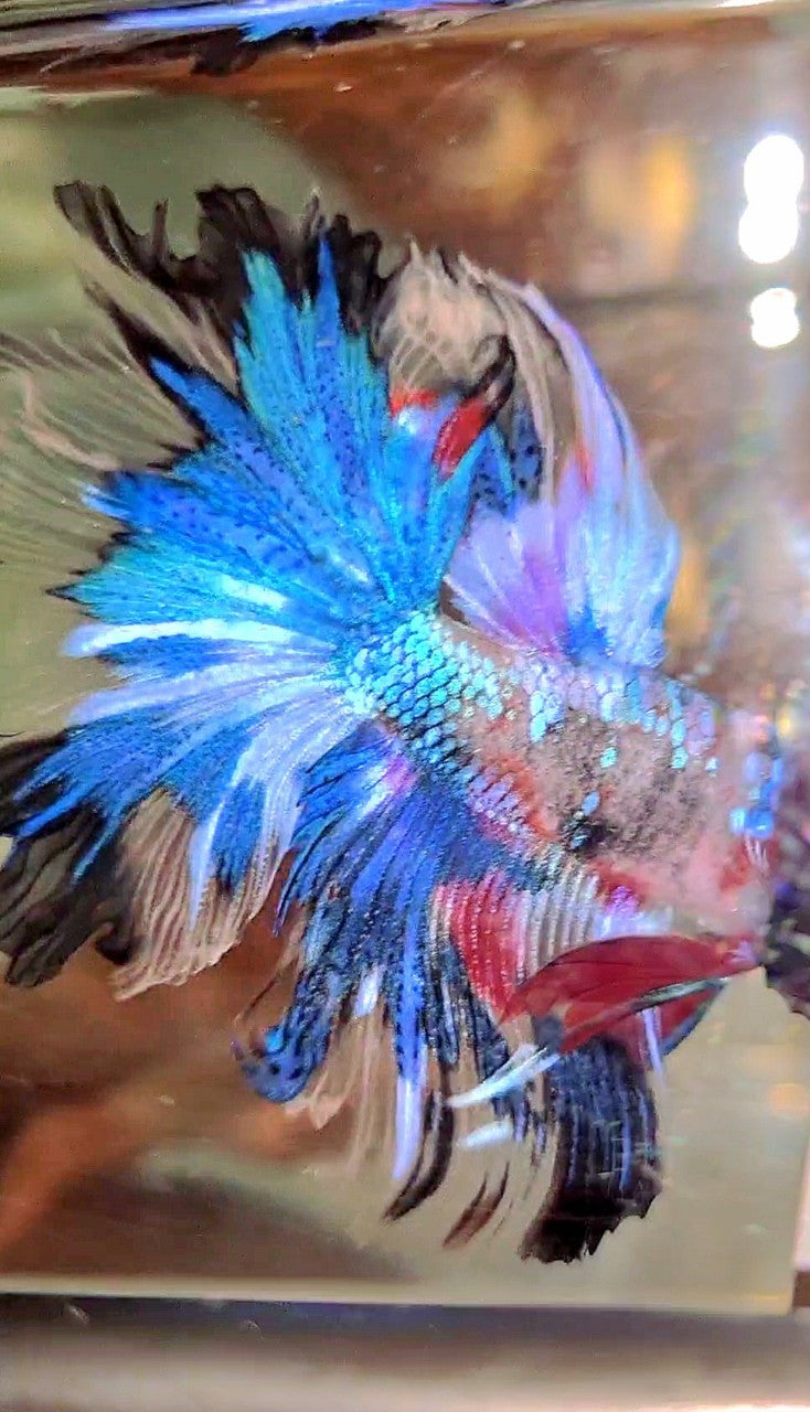 HALFMOON ROSETAIL UNIQUE BLUE AOC MULTICOLOR BETTA FISH