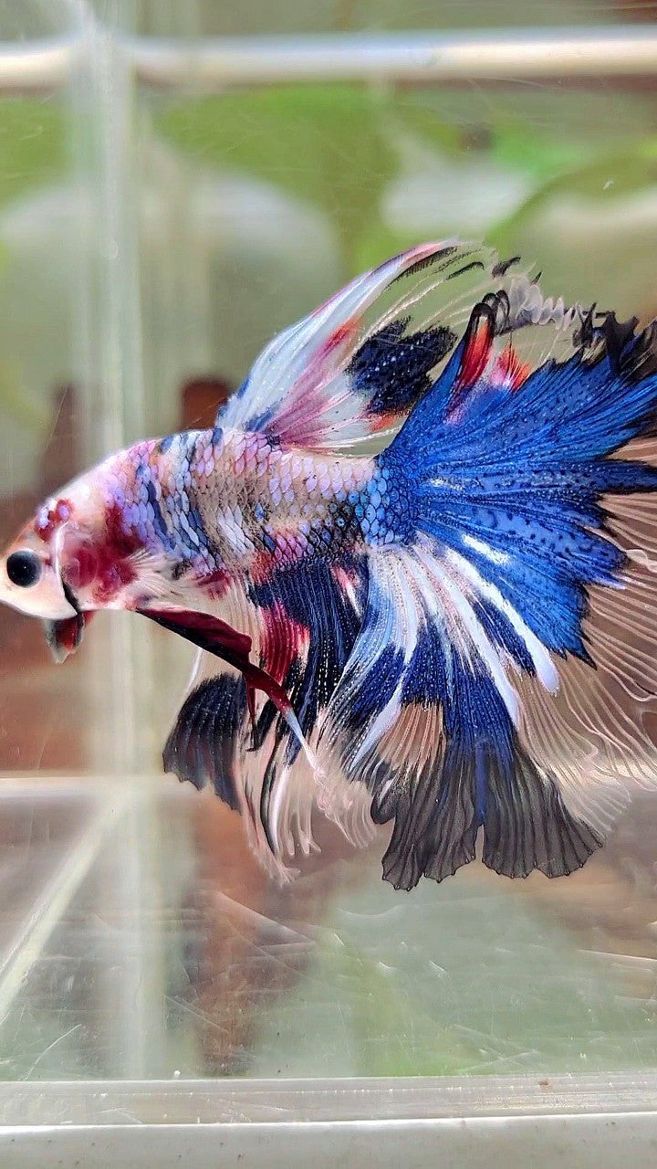 HALFMOON ROSETAIL UNIQUE BLUE AOC MULTICOLOR BETTA FISH