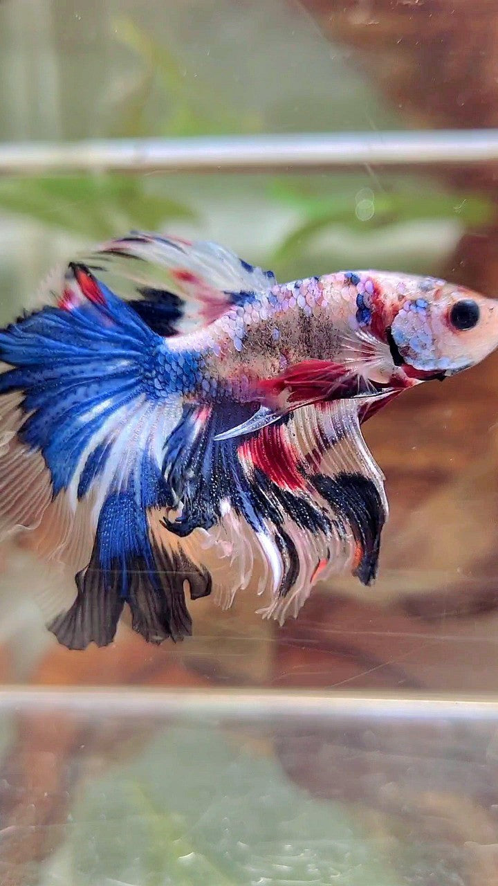 HALFMOON ROSETAIL UNIQUE BLUE AOC MULTICOLOR BETTA FISH