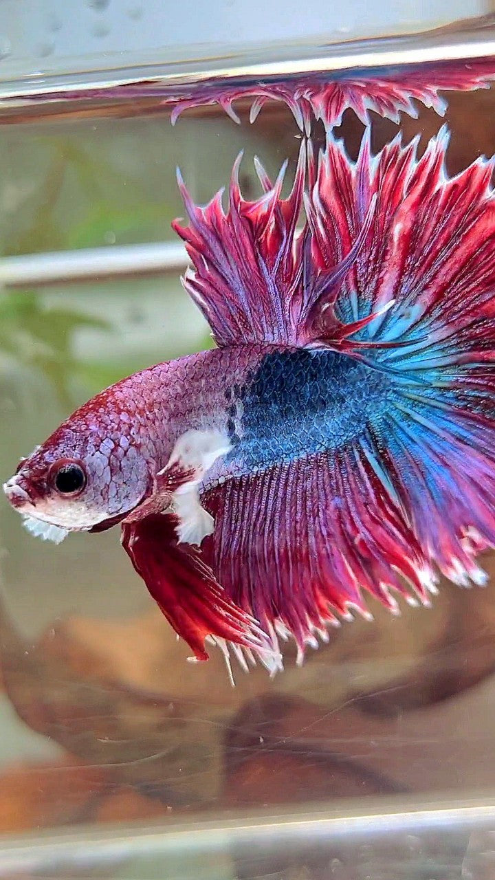 XL HALFMOON CROWNTAIL BIG EAR RED PURPLE FANCY UNIQUE BETTA FISH