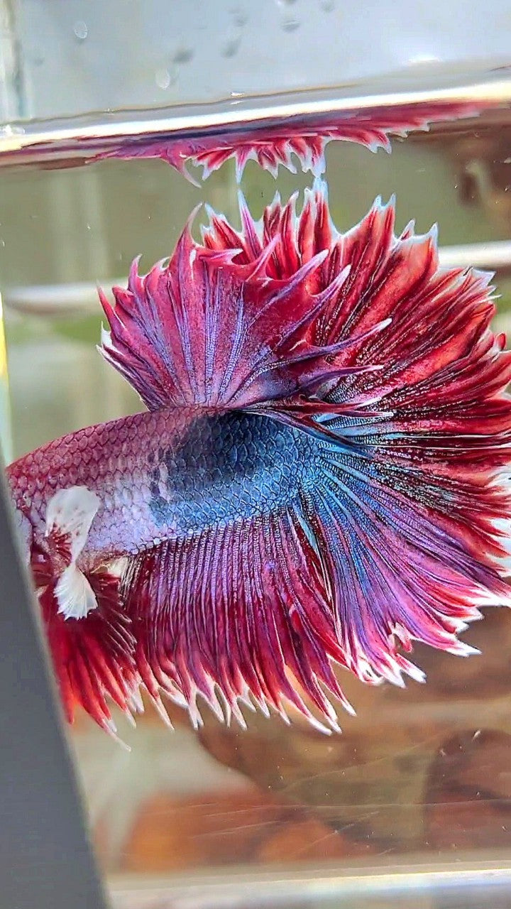 XL HALFMOON CROWNTAIL GROSSER OHR ROT LILA FANTASTISCHER EINZIGARTIGER BETTA-FISCH