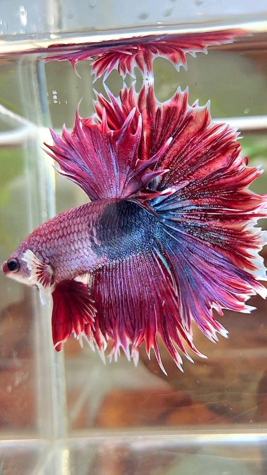 XL HALFMOON CROWNTAIL GROSSER OHR ROT LILA FANTASTISCHER EINZIGARTIGER BETTA-FISCH