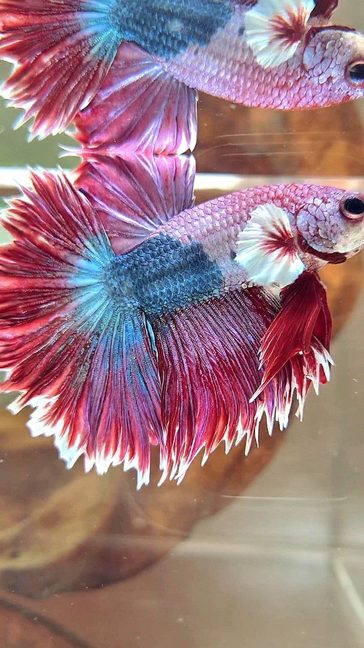 XL HALFMOON CROWNTAIL GROSSER OHR ROT LILA FANTASTISCHER EINZIGARTIGER BETTA-FISCH