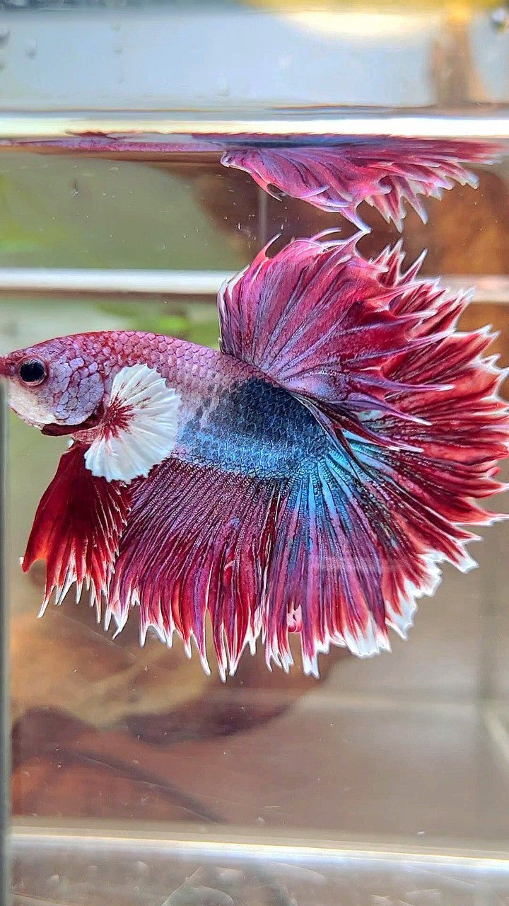 XL HALFMOON CROWNTAIL GROSSER OHR ROT LILA FANTASTISCHER EINZIGARTIGER BETTA-FISCH