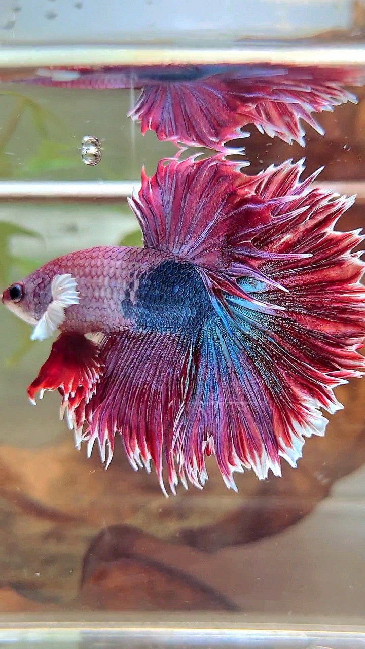 XL HALFMOON CROWNTAIL GROSSER OHR ROT LILA FANTASTISCHER EINZIGARTIGER BETTA-FISCH