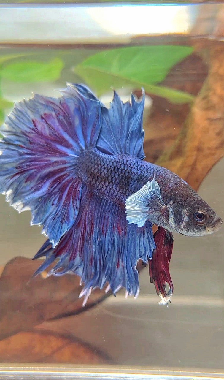 XL HALFMOON FEATHER TAIL BIG EAR BLUE PURPLE BETTA FISH