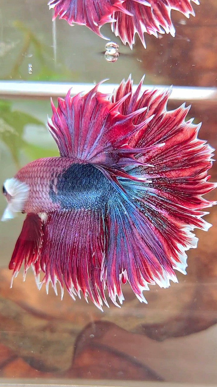 XL HALFMOON CROWNTAIL GROSSER OHR ROT LILA FANTASTISCHER EINZIGARTIGER BETTA-FISCH