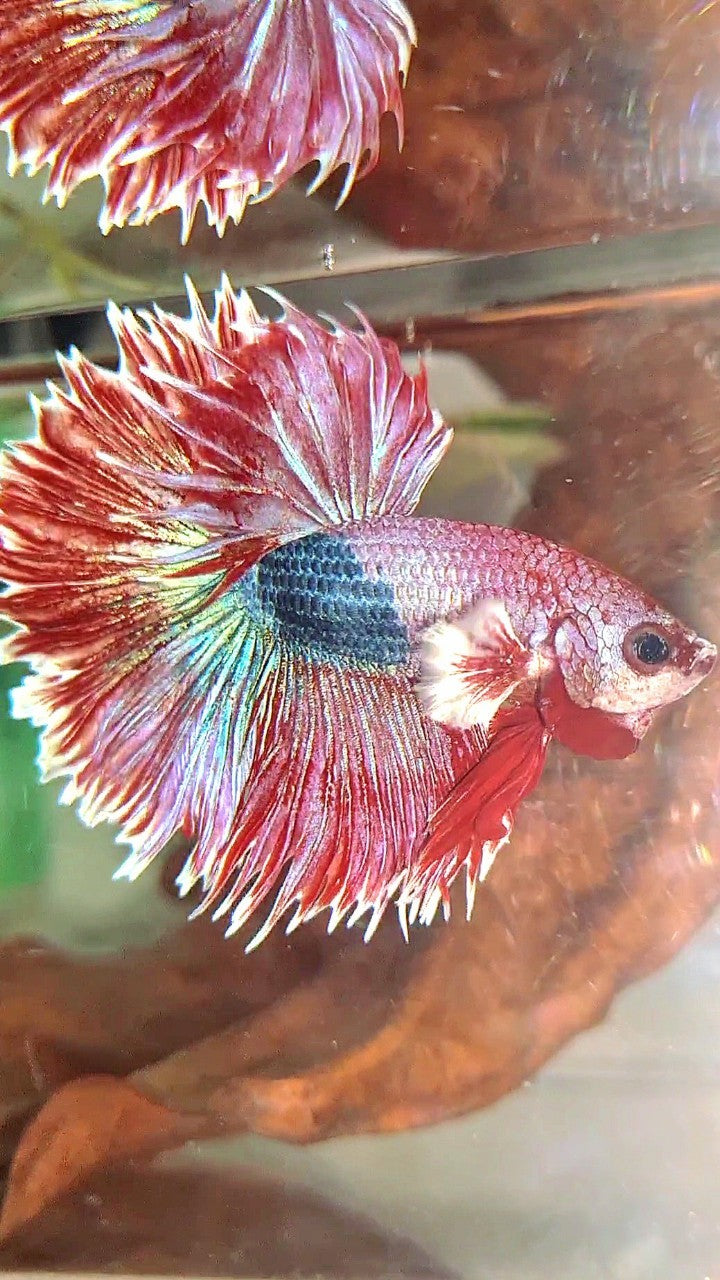 XL HALFMOON CROWNTAIL GROSSER OHR ROT LILA FANTASTISCHER EINZIGARTIGER BETTA-FISCH