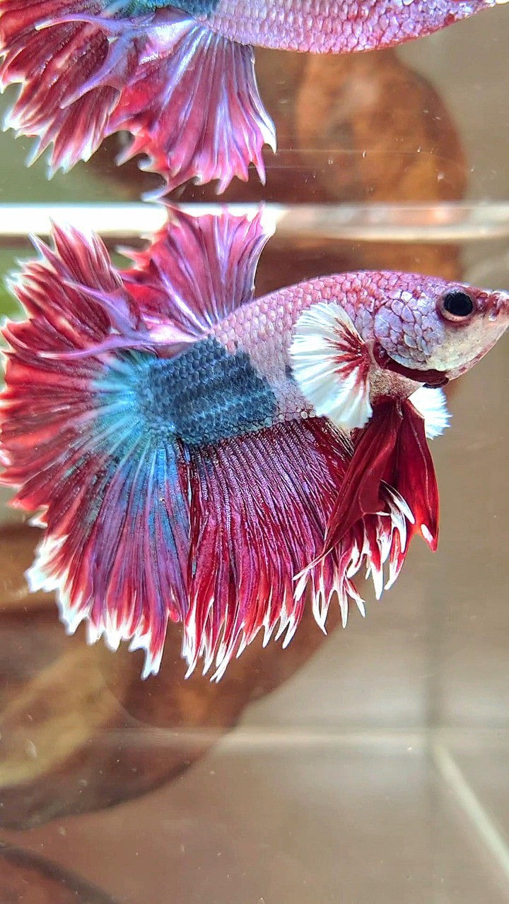 XL HALFMOON CROWNTAIL GROSSER OHR ROT LILA FANTASTISCHER EINZIGARTIGER BETTA-FISCH