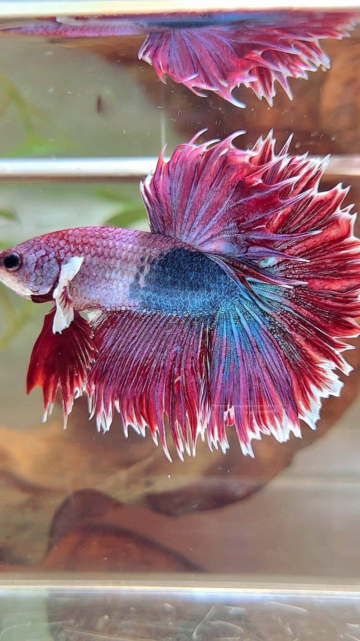 XL HALFMOON CROWNTAIL GROSSER OHR ROT LILA FANTASTISCHER EINZIGARTIGER BETTA-FISCH