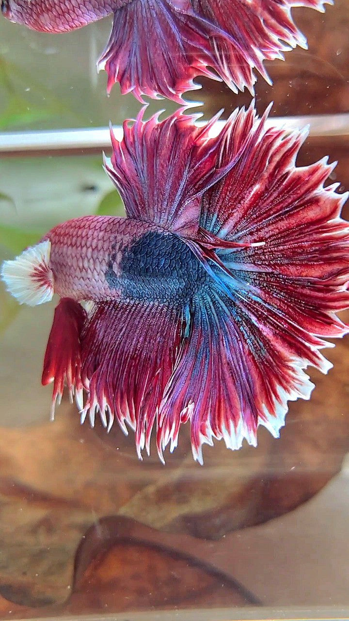 XL HALFMOON CROWNTAIL GROSSER OHR ROT LILA FANTASTISCHER EINZIGARTIGER BETTA-FISCH