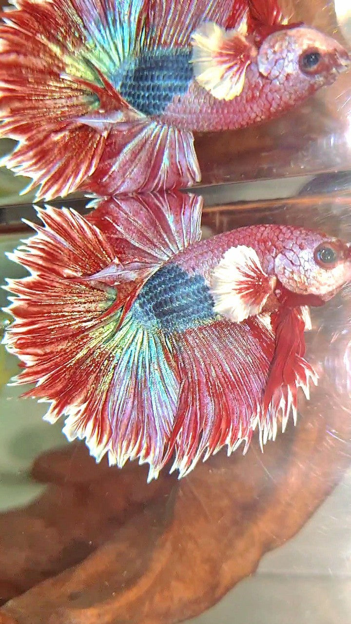 XL HALFMOON CROWNTAIL BIG EAR RED PURPLE FANCY UNIQUE BETTA FISH