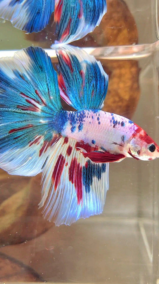 HALFMOND BLAUER ROTER MARMOR MEHRFARBIGER BETTA-FISCH