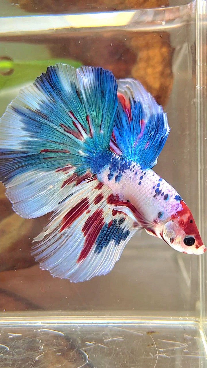 HALFMOON BLUE RED MARBLE MULTICOLOR BETTA FISH