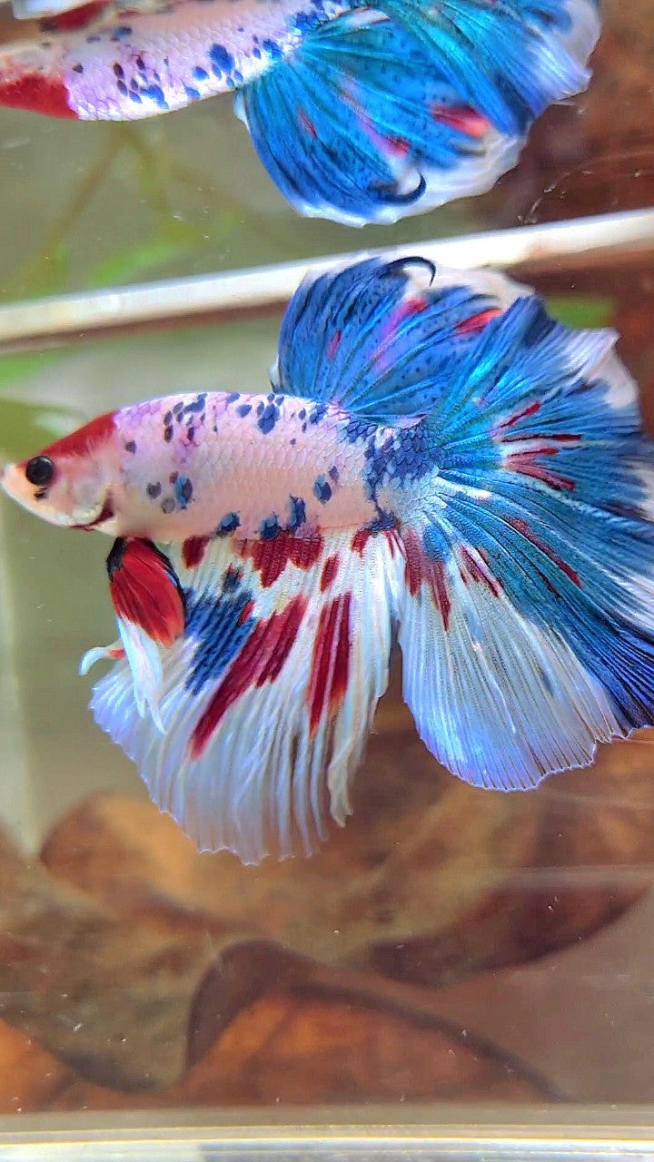 HALFMOON BLUE RED MARBLE MULTICOLOR BETTA FISH