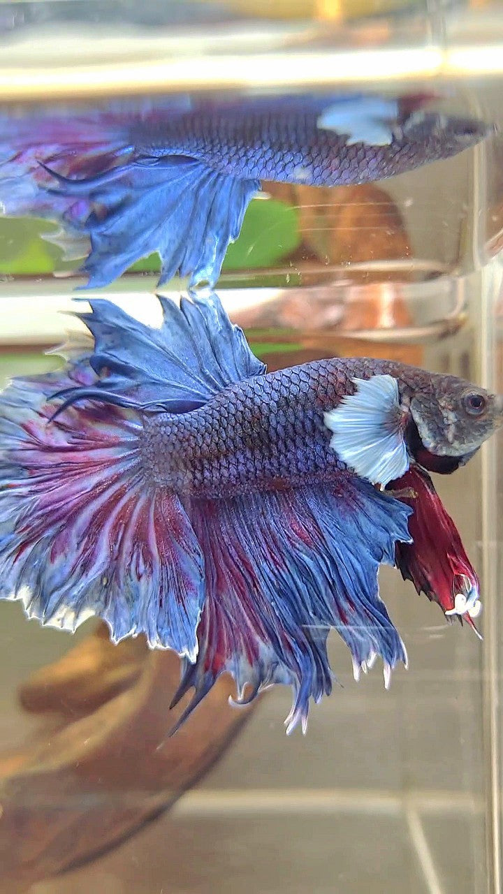 XL HALFMOON FEATHER TAIL BIG EAR BLUE PURPLE BETTA FISH