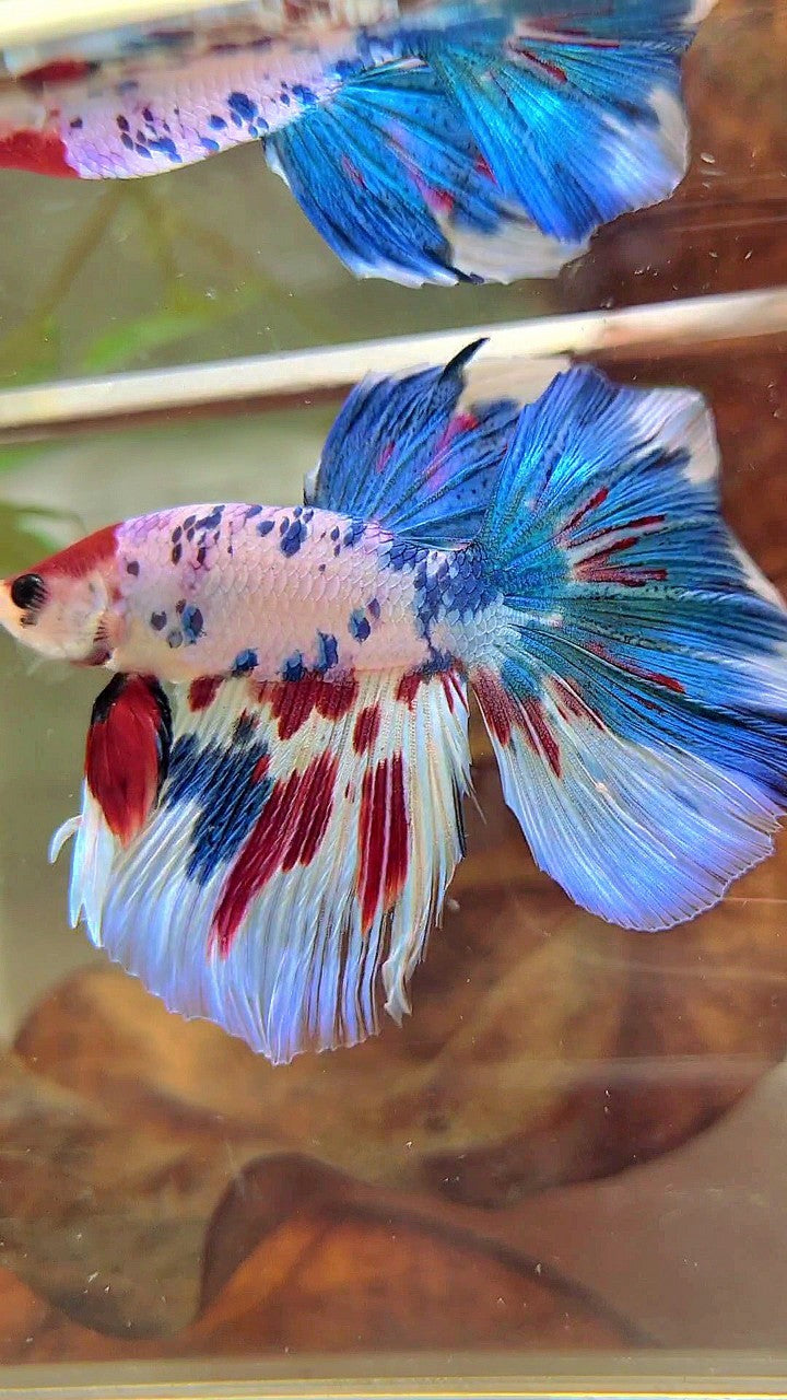 HALFMOON BLUE RED MARBLE MULTICOLOR BETTA FISH