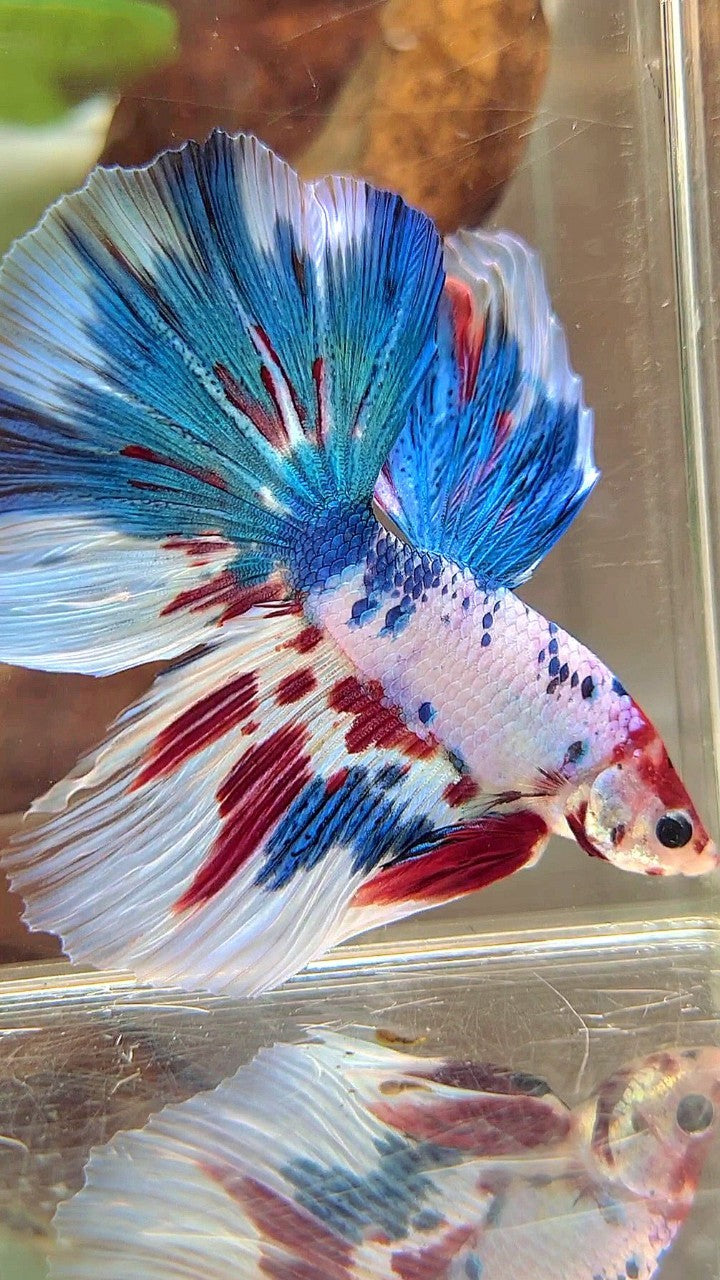 HALFMOON BLUE RED MARBLE MULTICOLOR BETTA FISH