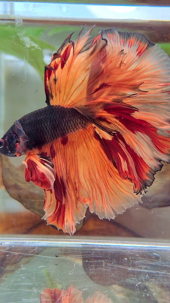 XL HALFMOON OVERTAIL ROSETAIL BLACK ORANGE LEOPARD MULTICOLOR BETTA FISH