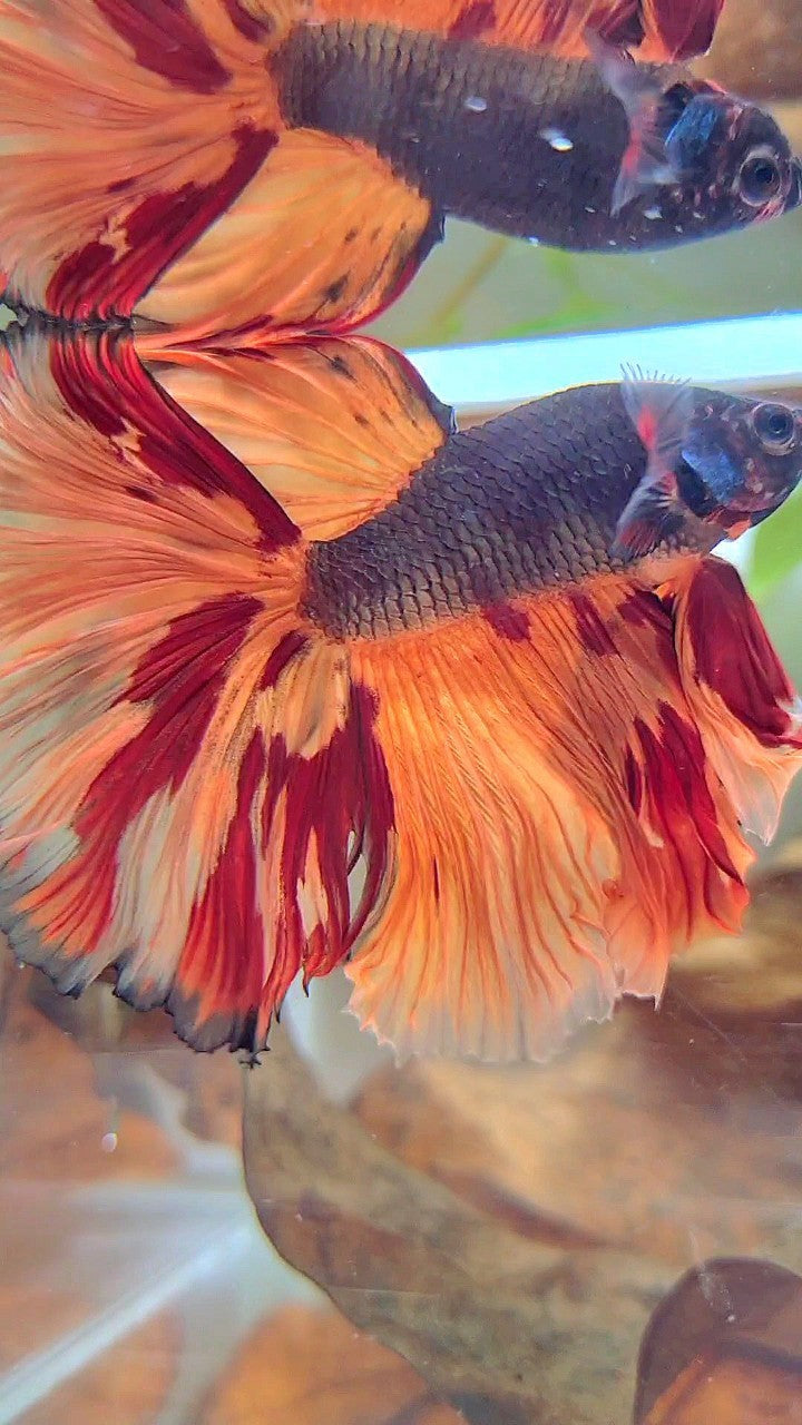 XL HALFMOON OVERTAIL ROSETAIL BLACK ORANGE LEOPARD MULTICOLOR BETTA FISH