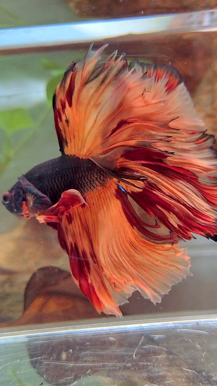 XL HALFMOON OVERTAIL ROSETAIL BLACK ORANGE LEOPARD MULTICOLOR BETTA FISH