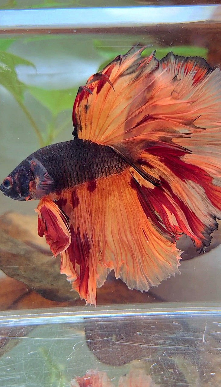 XL HALFMOON OVERTAIL ROSETAIL BLACK ORANGE LEOPARD MULTICOLOR BETTA FISH