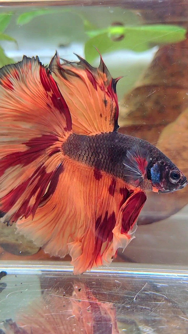 XL HALFMOON OVERTAIL ROSETAIL BLACK ORANGE LEOPARD MULTICOLOR BETTA FISH