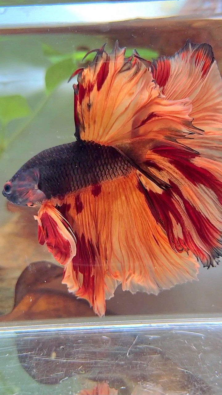 XL HALFMOON OVERTAIL ROSETAIL BLACK ORANGE LEOPARD MULTICOLOR BETTA FISH