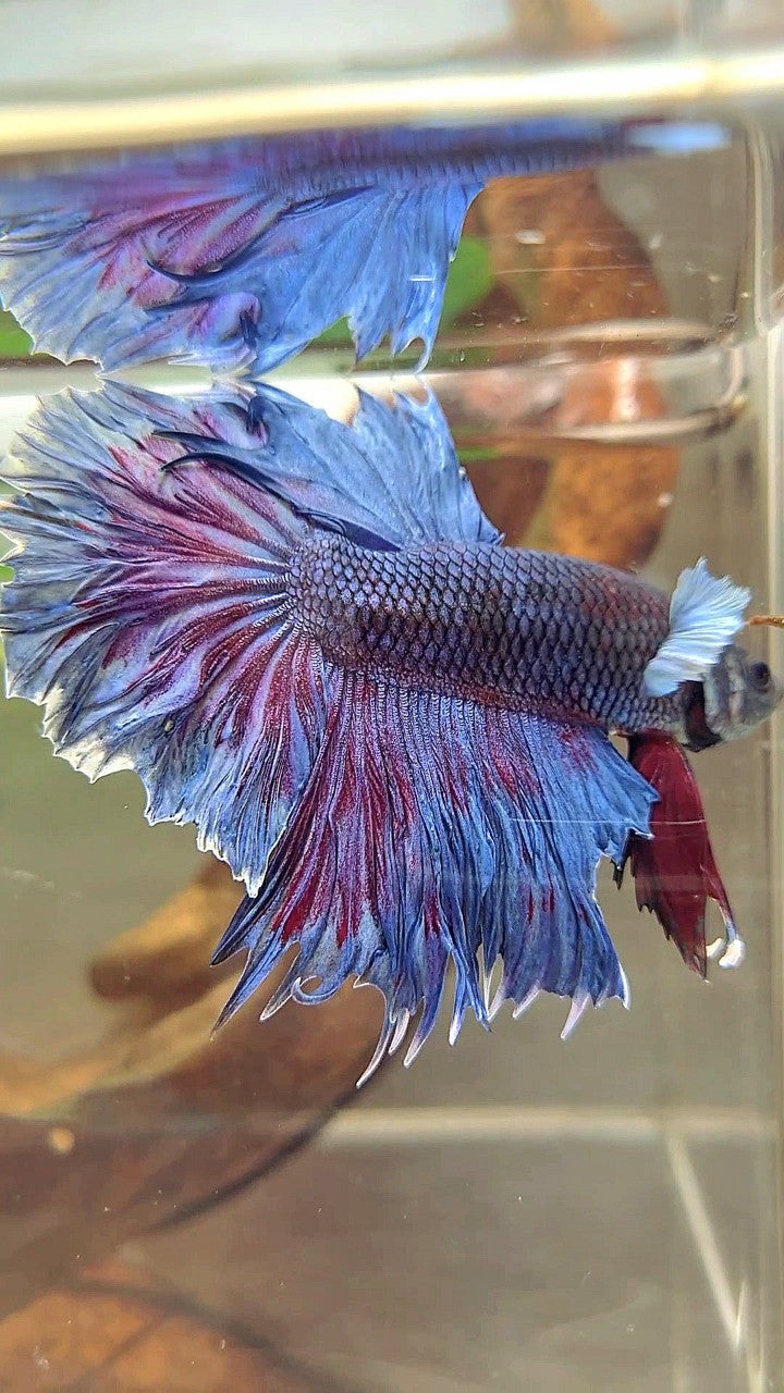 XL HALFMOON FEATHER TAIL BIG EAR BLUE PURPLE BETTA FISH