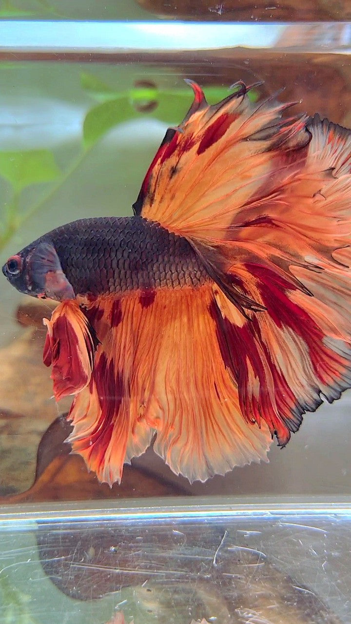 XL HALFMOON OVERTAIL ROSETAIL BLACK ORANGE LEOPARD MULTICOLOR BETTA FISH