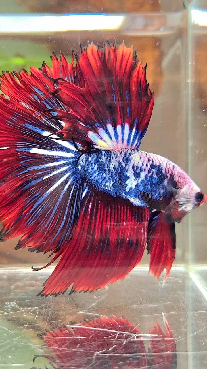 XL HALFMOON ROSETAIL ROT BLAU FANTASTISCHES MEHRFARBIGES MUSTER BETTA FISH