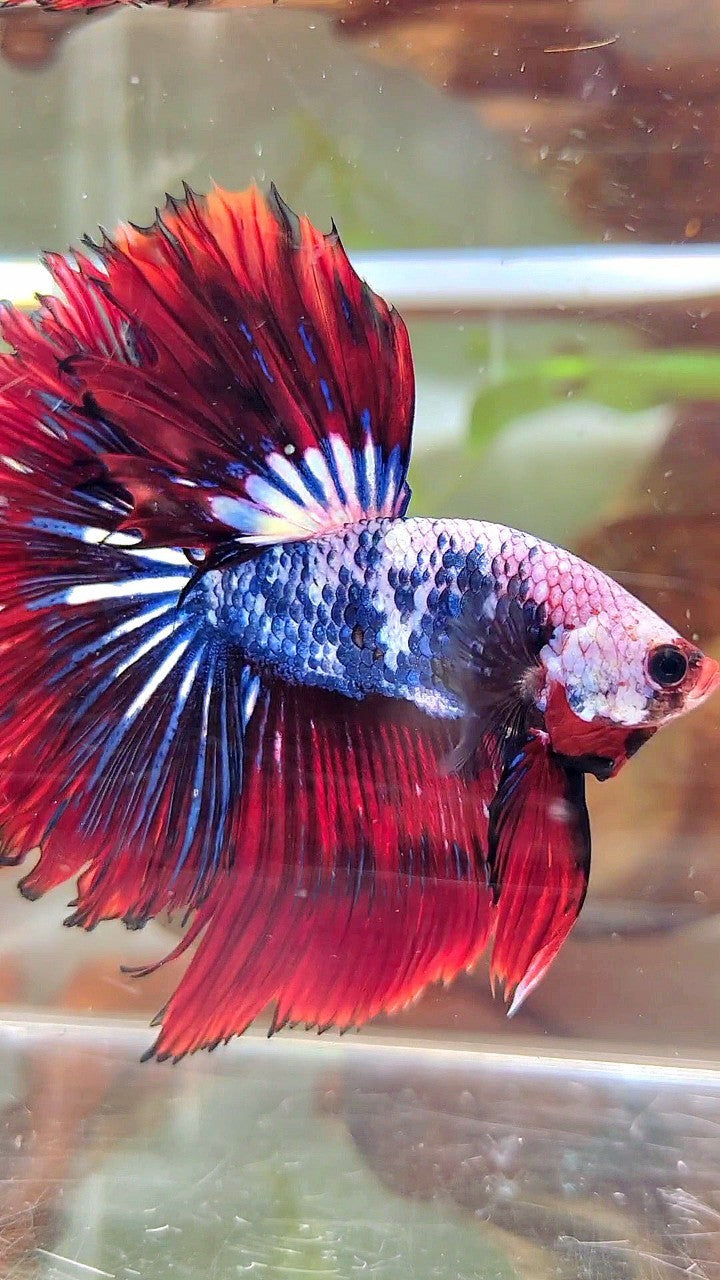 XL HALFMOON ROSETAIL ROT BLAU FANTASTISCHES MEHRFARBIGES MUSTER BETTA FISH