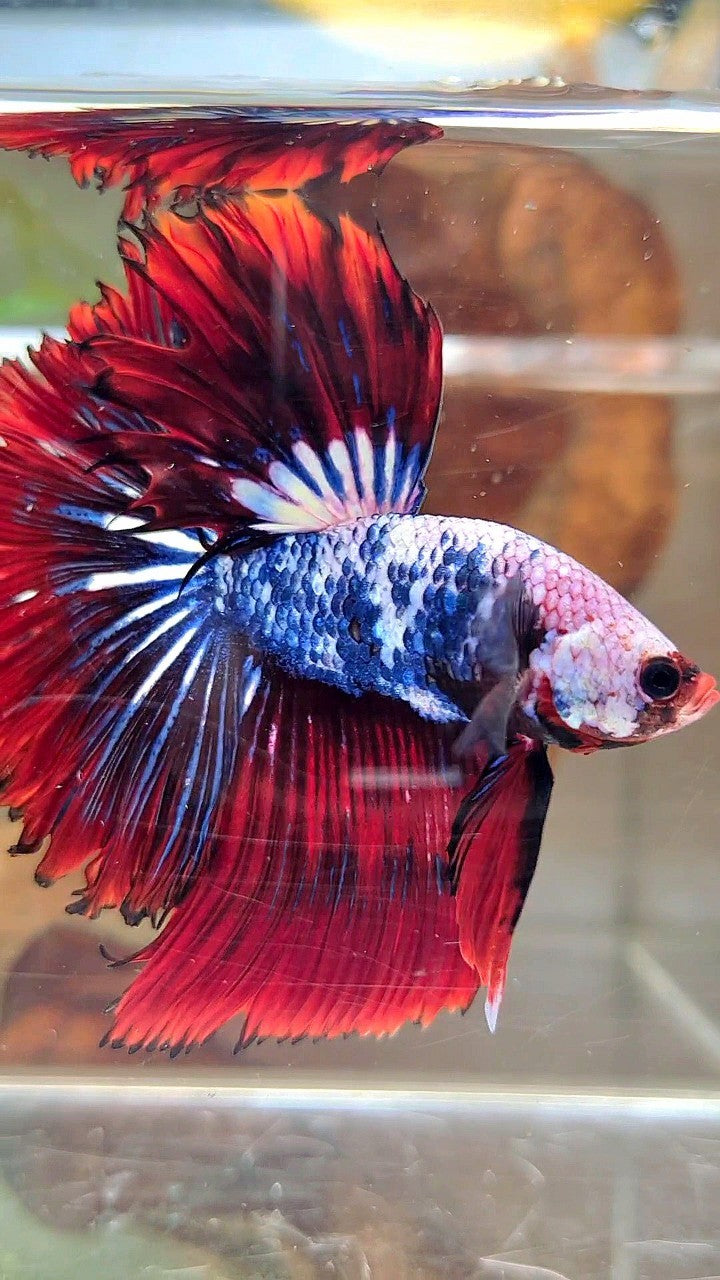 XL HALFMOON ROSETAIL ROT BLAU FANTASTISCHES MEHRFARBIGES MUSTER BETTA FISH