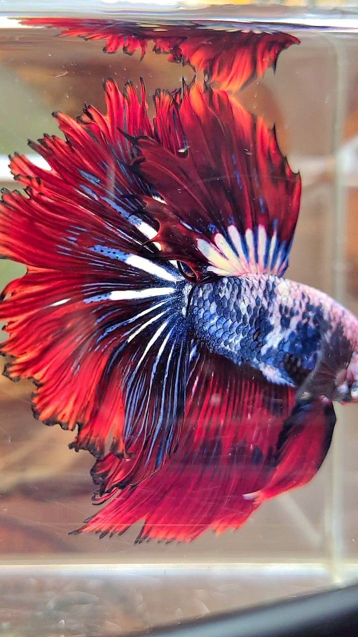 XL HALFMOON ROSETAIL ROT BLAU FANTASTISCHES MEHRFARBIGES MUSTER BETTA FISH