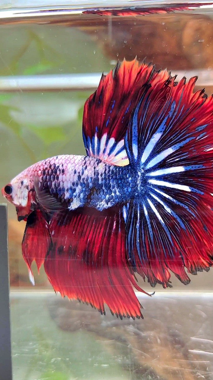 XL HALFMOON ROSETAIL ROT BLAU FANTASTISCHES MEHRFARBIGES MUSTER BETTA FISH