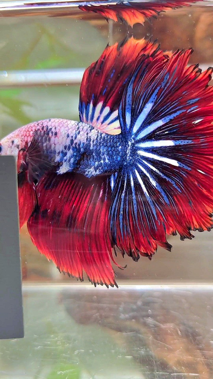 XL HALFMOON ROSETAIL ROT BLAU FANTASTISCHES MEHRFARBIGES MUSTER BETTA FISH