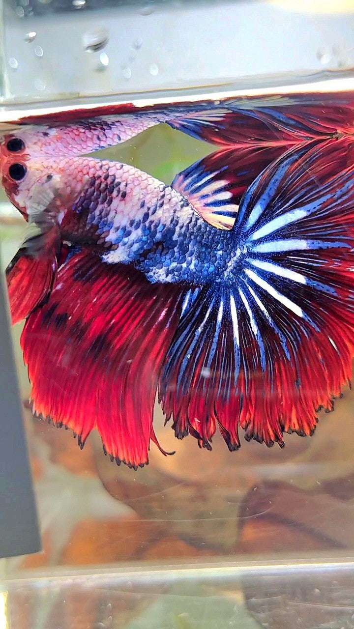 XL HALFMOON ROSETAIL ROT BLAU FANTASTISCHES MEHRFARBIGES MUSTER BETTA FISH