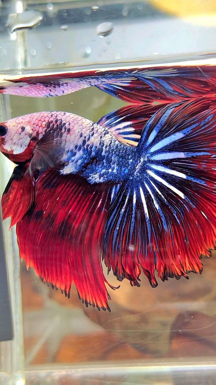 XL HALFMOON ROSETAIL ROT BLAU FANTASTISCHES MEHRFARBIGES MUSTER BETTA FISH