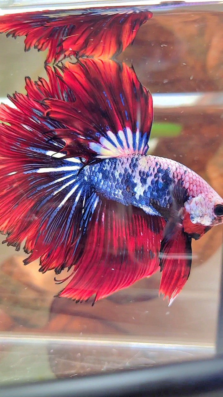 XL HALFMOON ROSETAIL ROT BLAU FANTASTISCHES MEHRFARBIGES MUSTER BETTA FISH