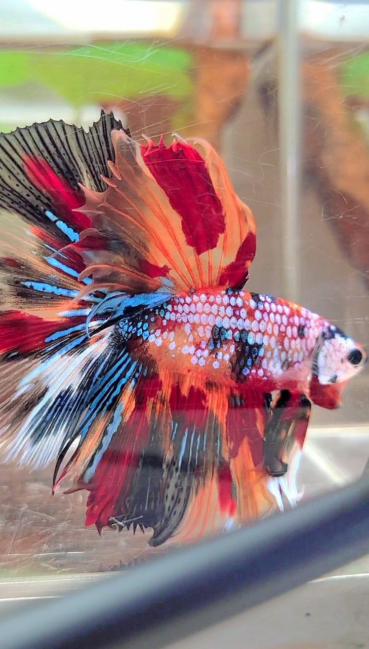 XL HALFMOON ROSETAIL FANTASTISCHER MEHRFARBIGER BETTA-FISCH